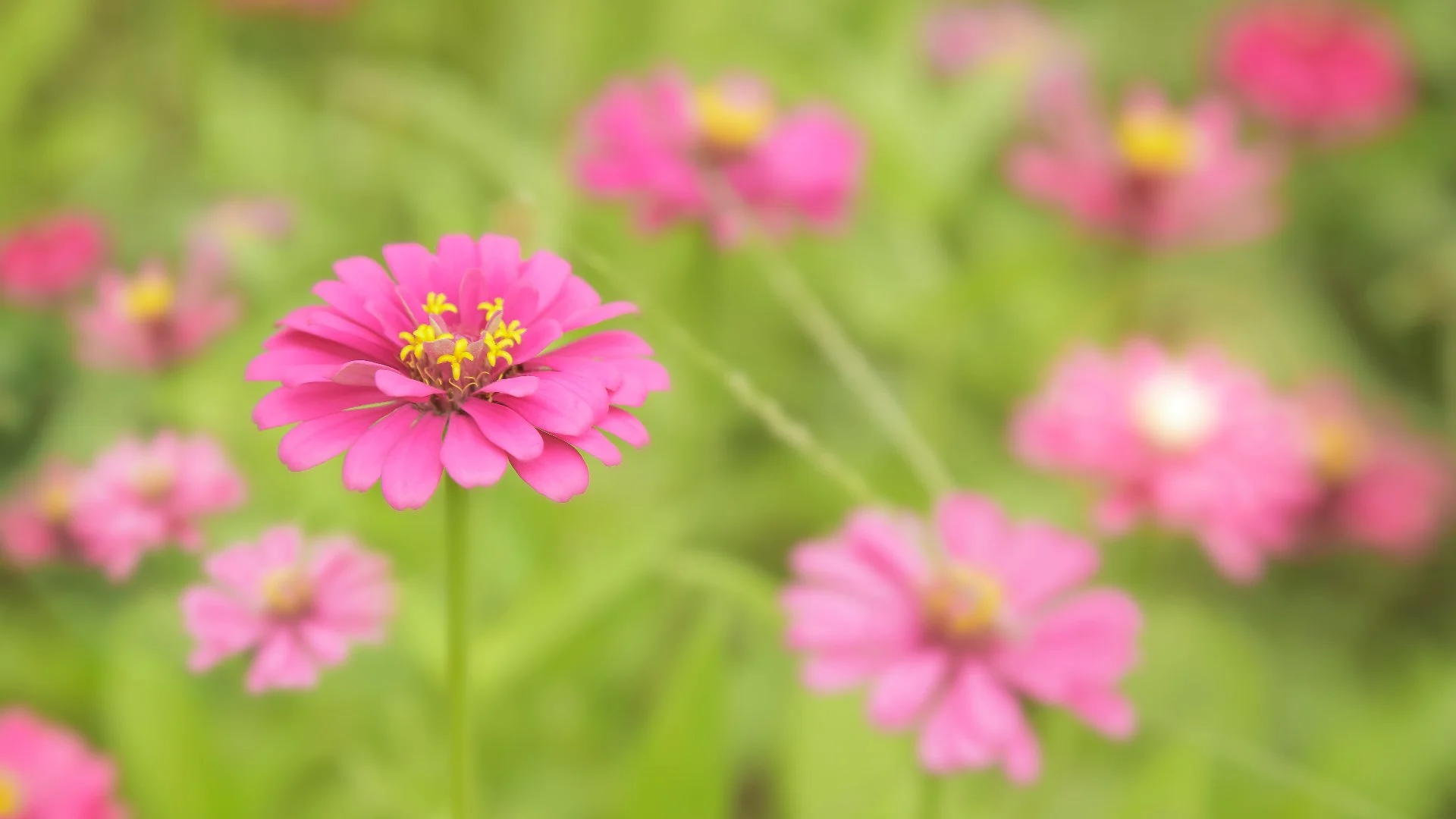Brighten up Your Landscape Beds With These 4 Spring Annual Flowers!