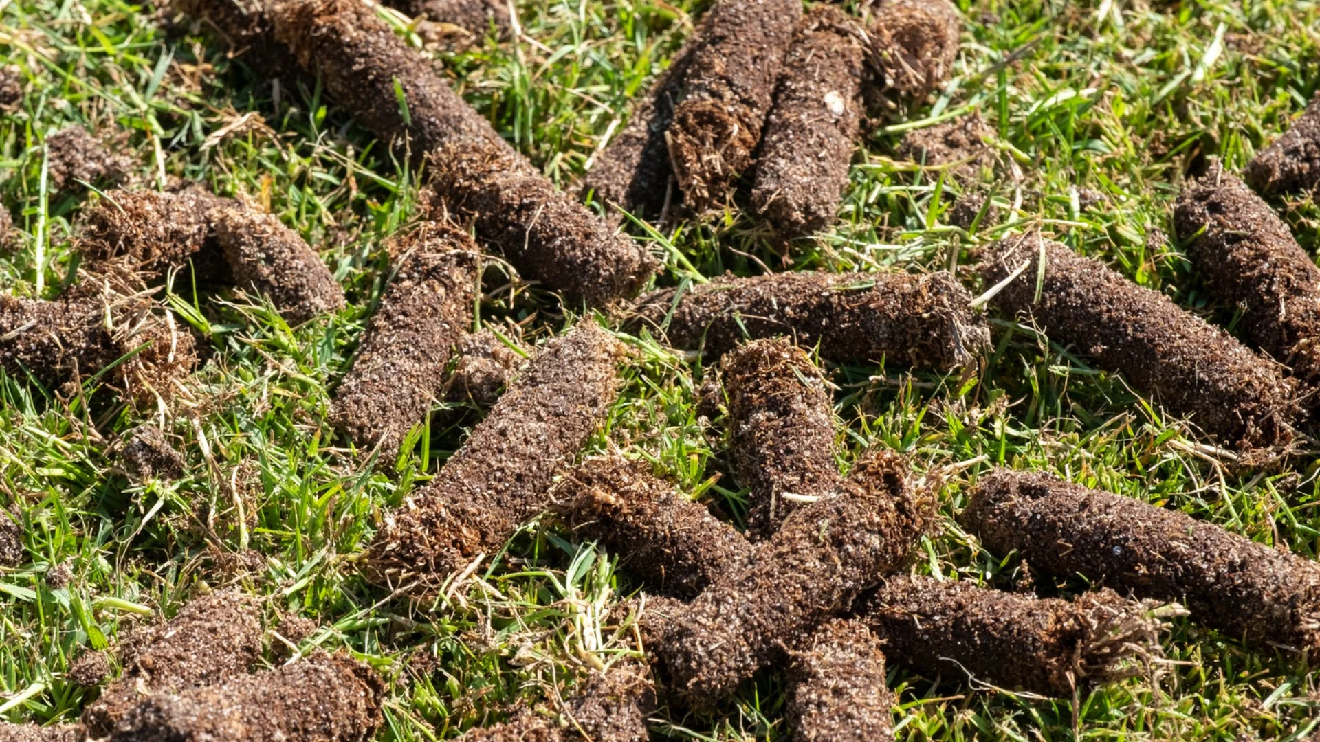 Can Core Aeration Reduce a Thick Thatch Layer?