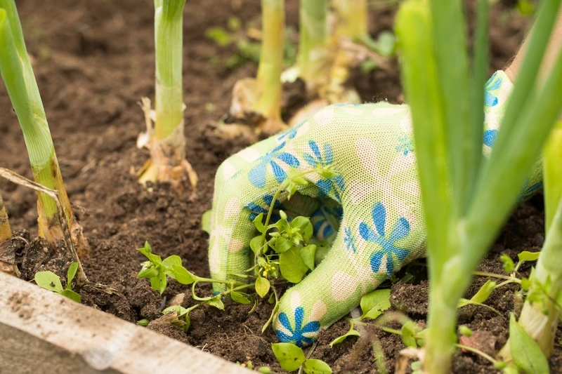 Combat Weeds in Your Volusia County or Flagler County Garden with These Tips