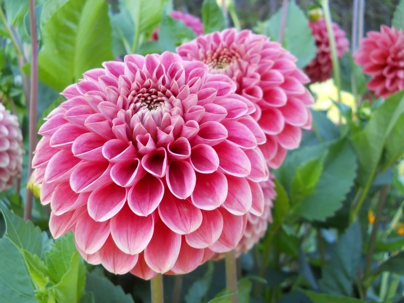 Dazzling Dahlias and Phenomenal Plumeria