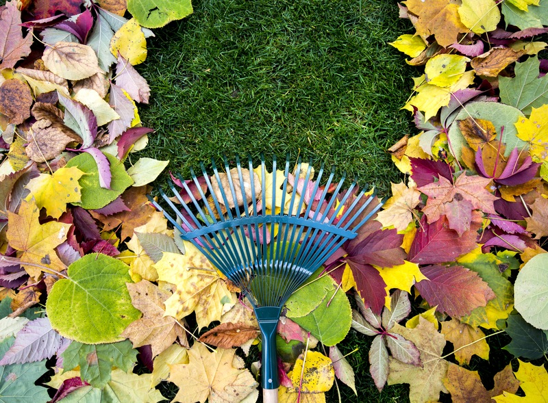 4 Tips to Clean Your Yard in Fall