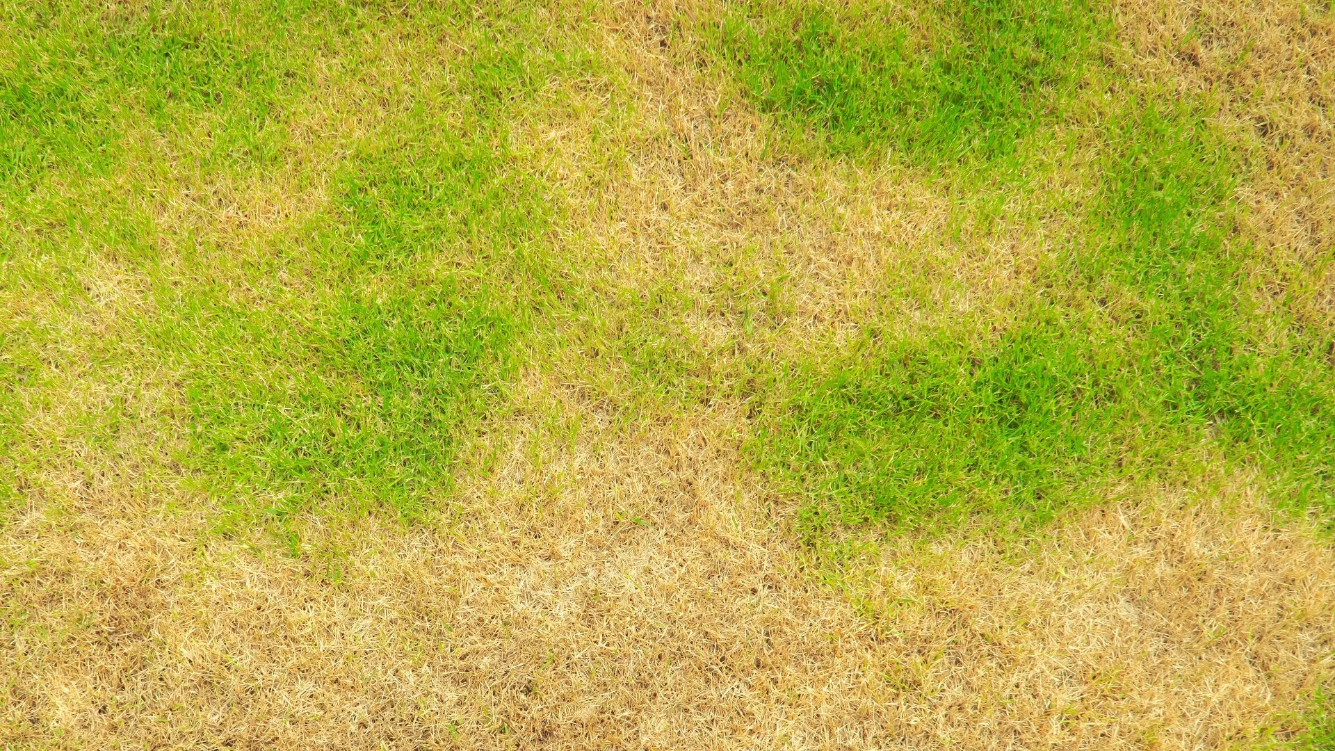 Can Lawn Diseases Clear Up Without Intervention?