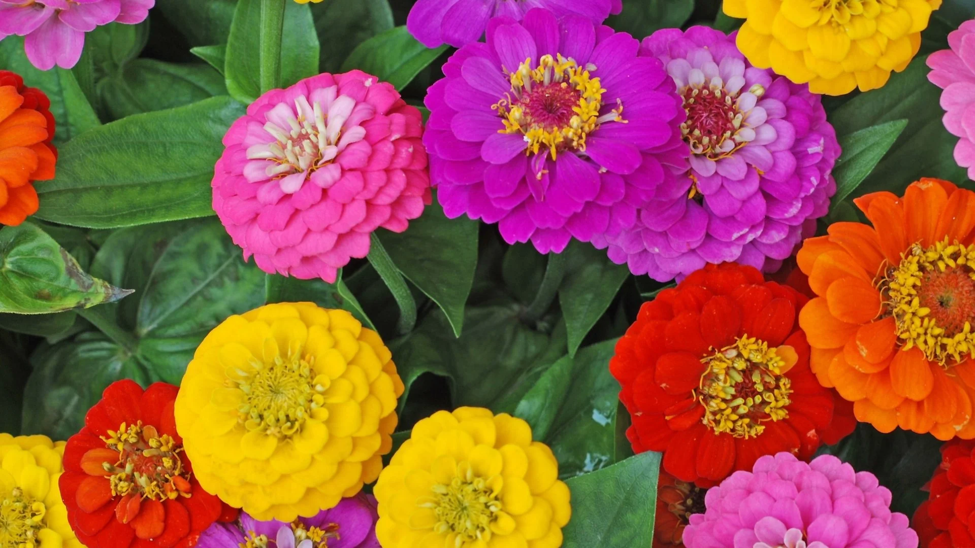 Comparing Annual Flowers vs Perennial Plants for Your Landscape