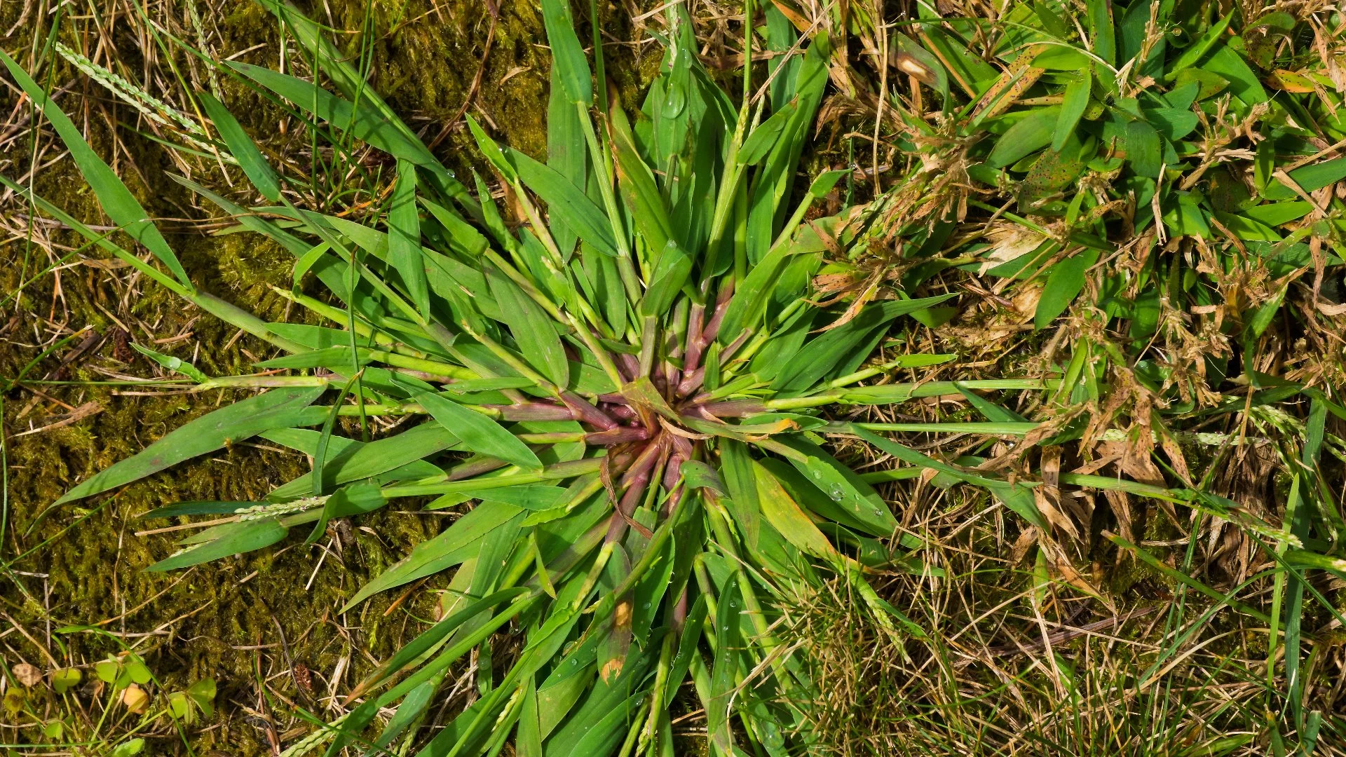 What Weeds Commonly Grow On Lawns in Florida?