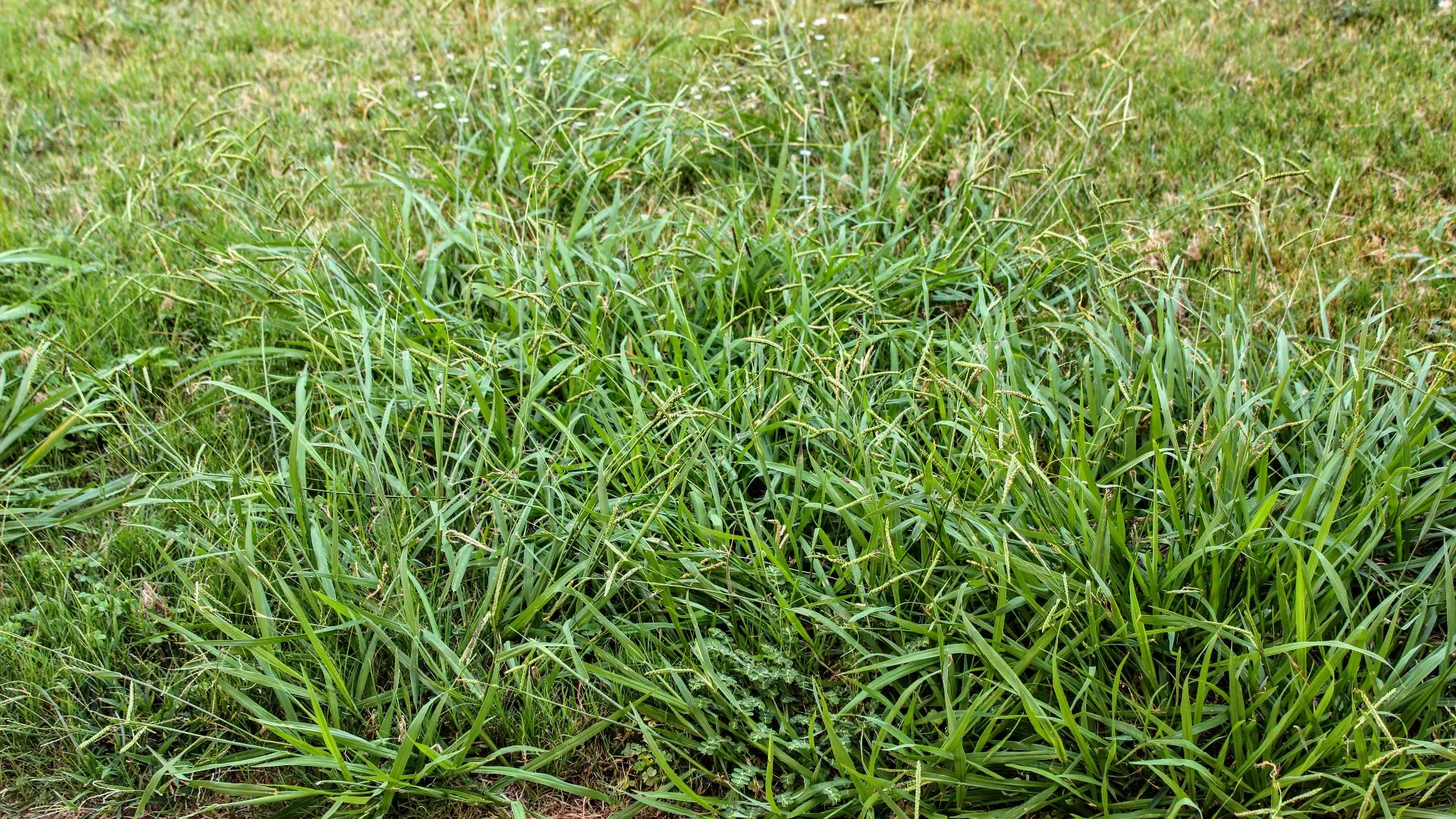 Crabgrass: A Notorious Weed That Loves Invading Lawns in Florida