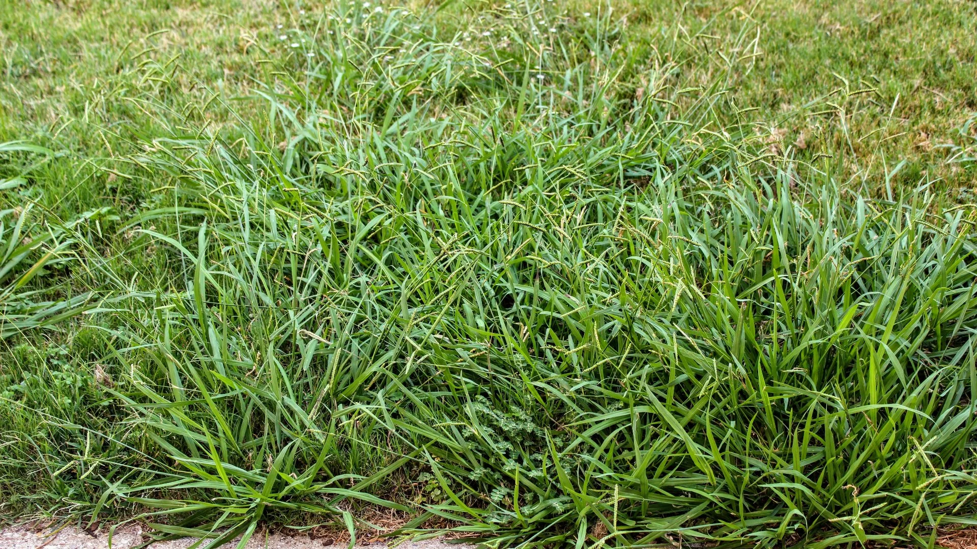 Annual vs Perennial Weeds: Identification & Control