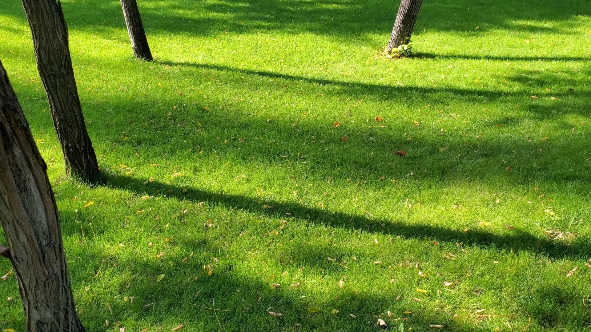 Does Mowing Help Grass Grow Thicker?