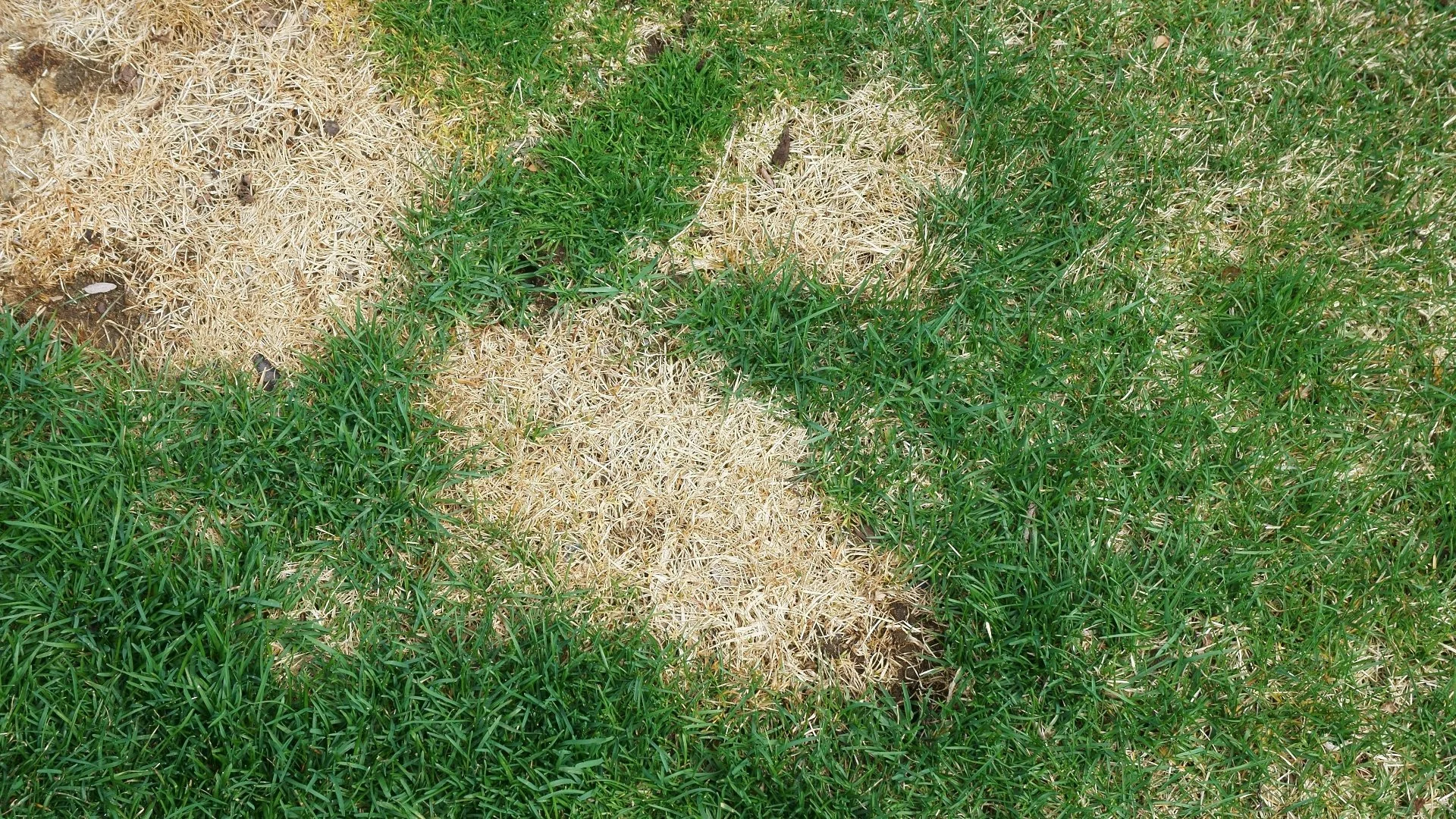 Conditions That Lead to Lawn Disease Development