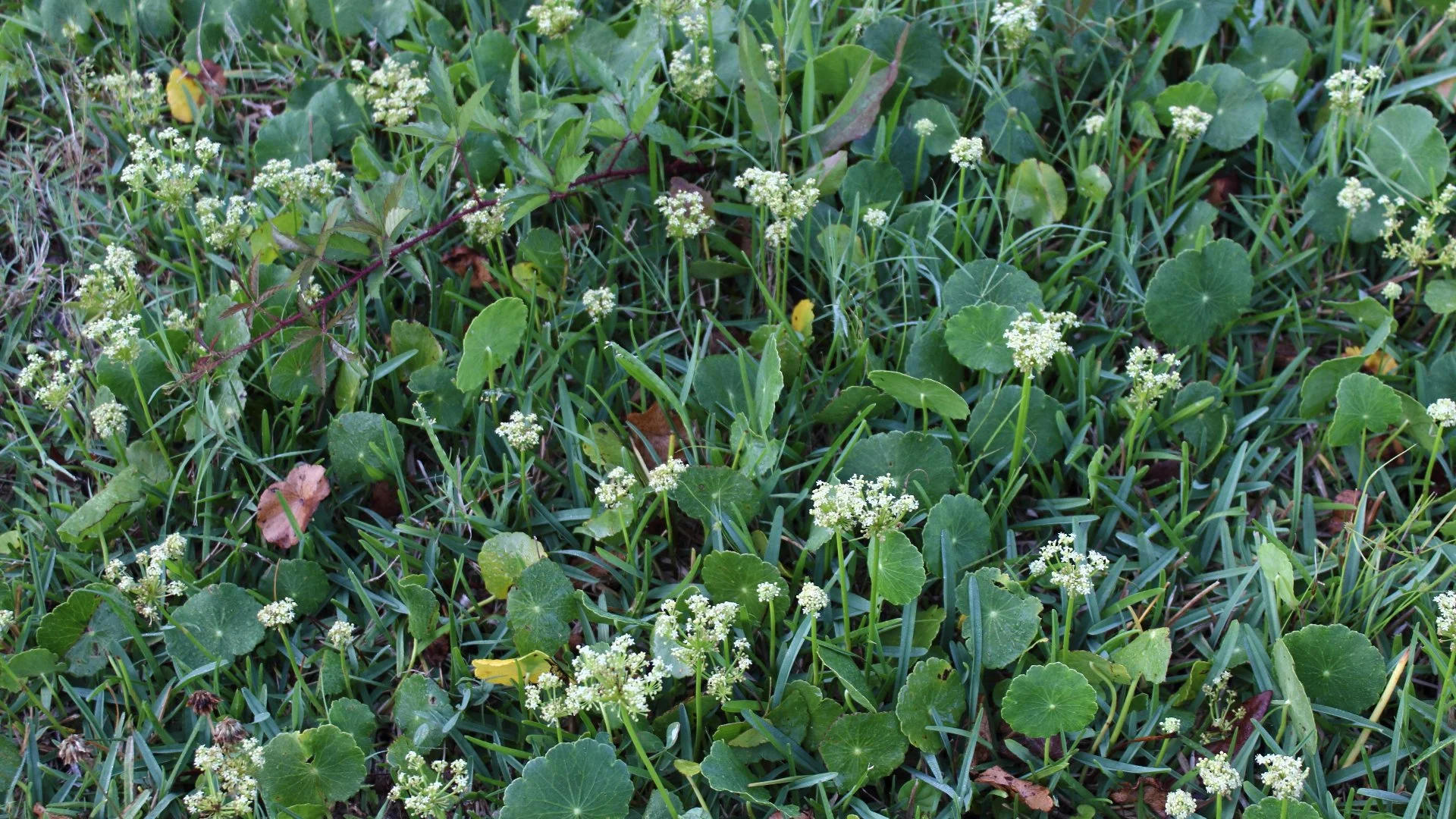 Post-Emergent Weed Control: How Soon Until You’ll See Results