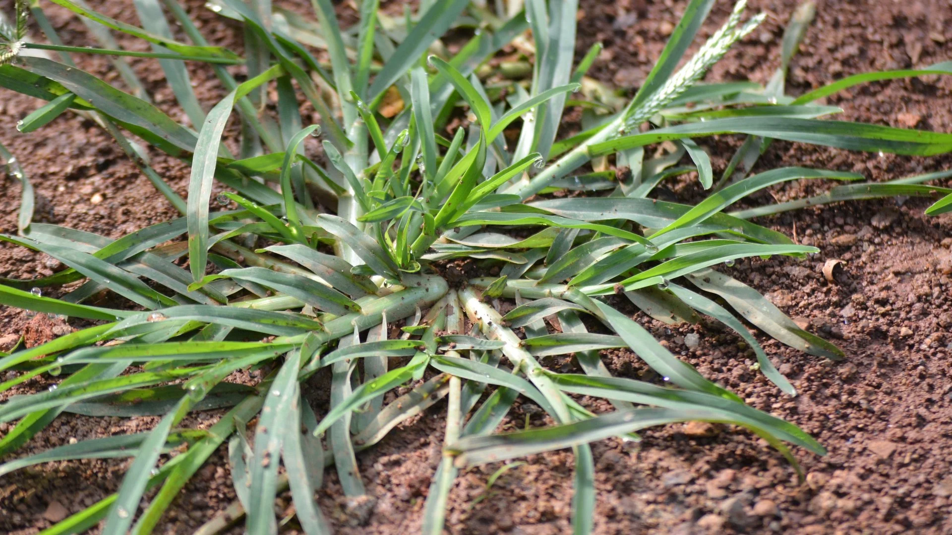 What Does It Mean When Weeds Are Broadleaf or Grassy?
