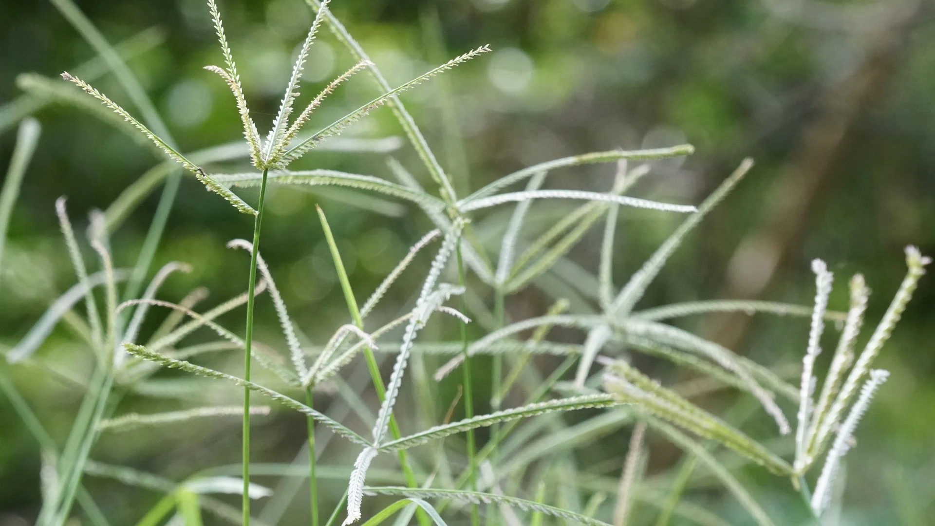 What’s the Best Way to Get Rid of Goosegrass in Your Lawn?