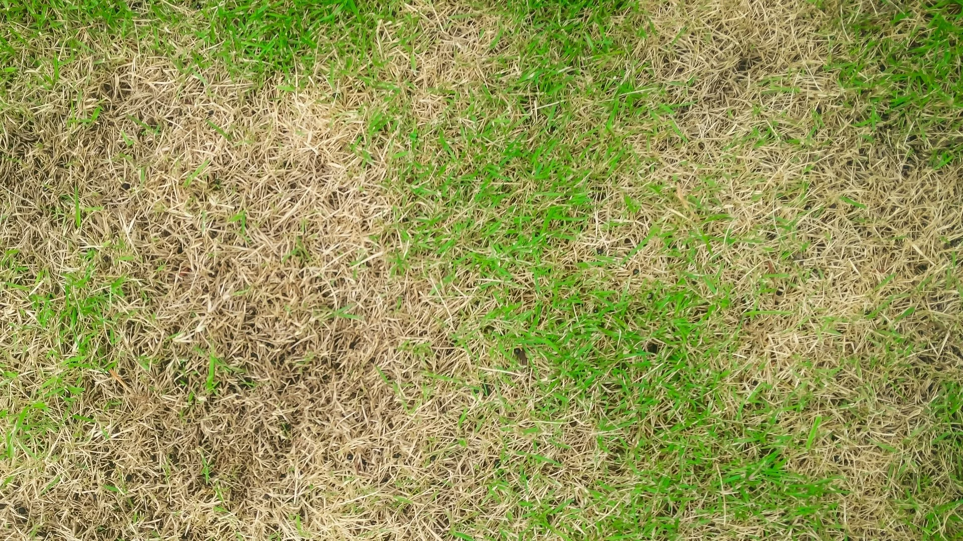These Diseases Pose a Threat to Your Lawn in New Smyrna Beach, FL