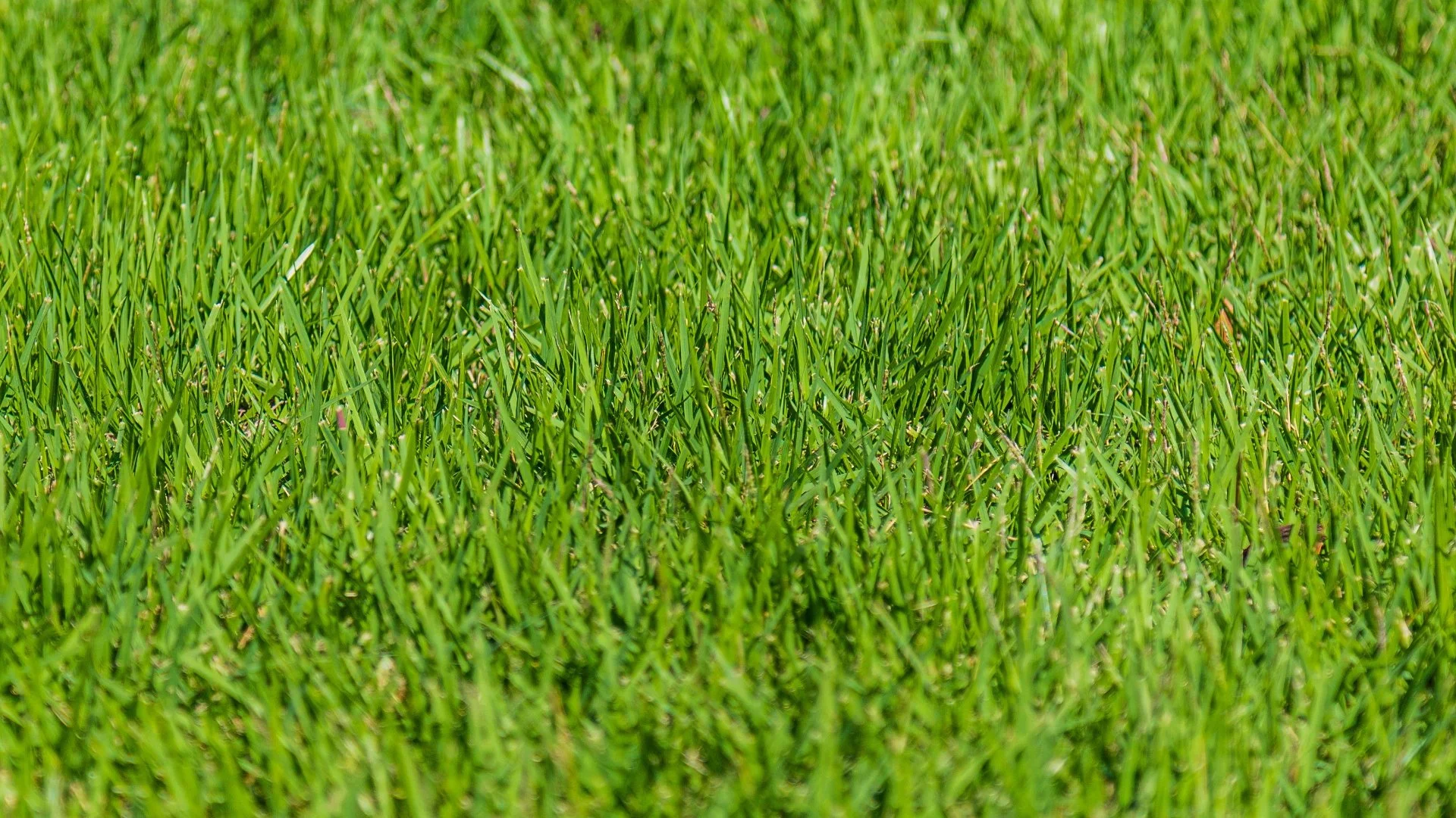 Why Does Your Lawn Still Look Unhealthy After Fertilizing?