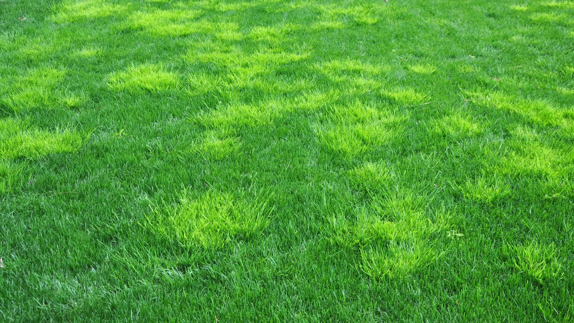 Weed Control Is an Essential Spring Lawn Care Service
