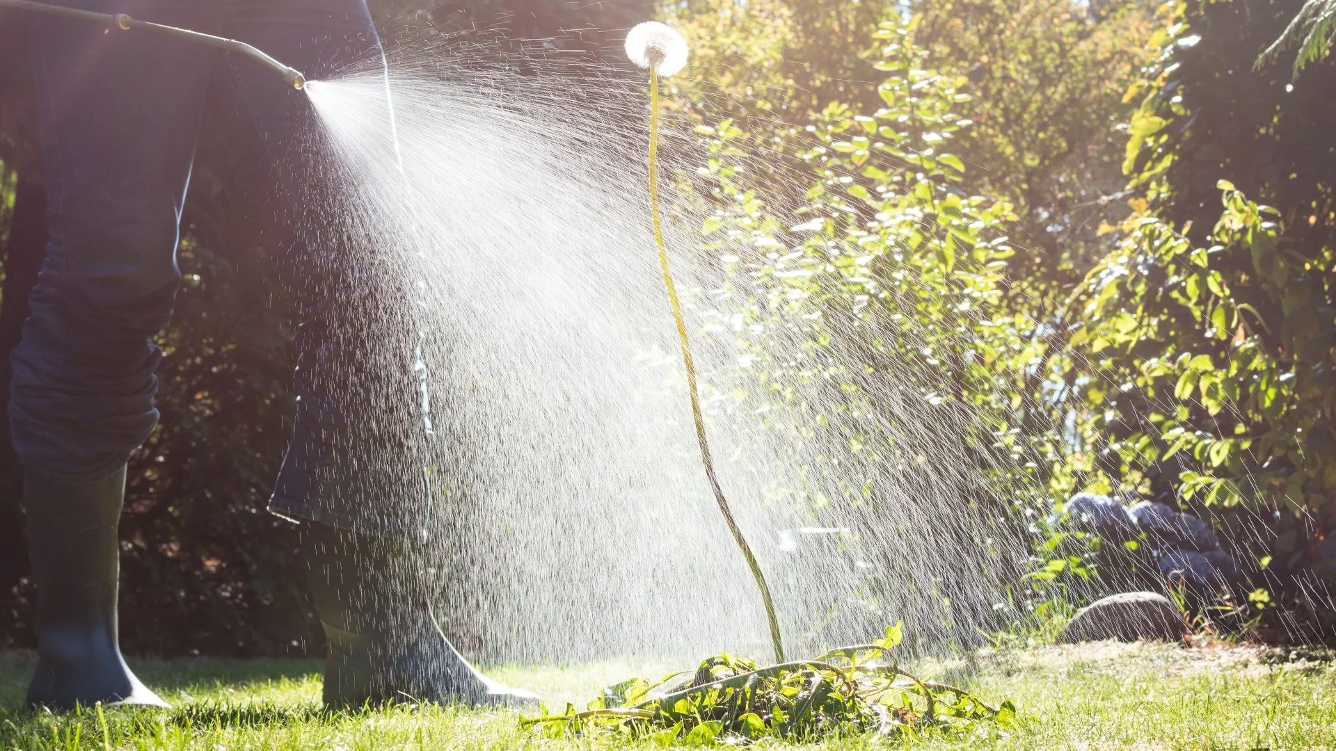 Is Weed Control Safe for Your Lawn?