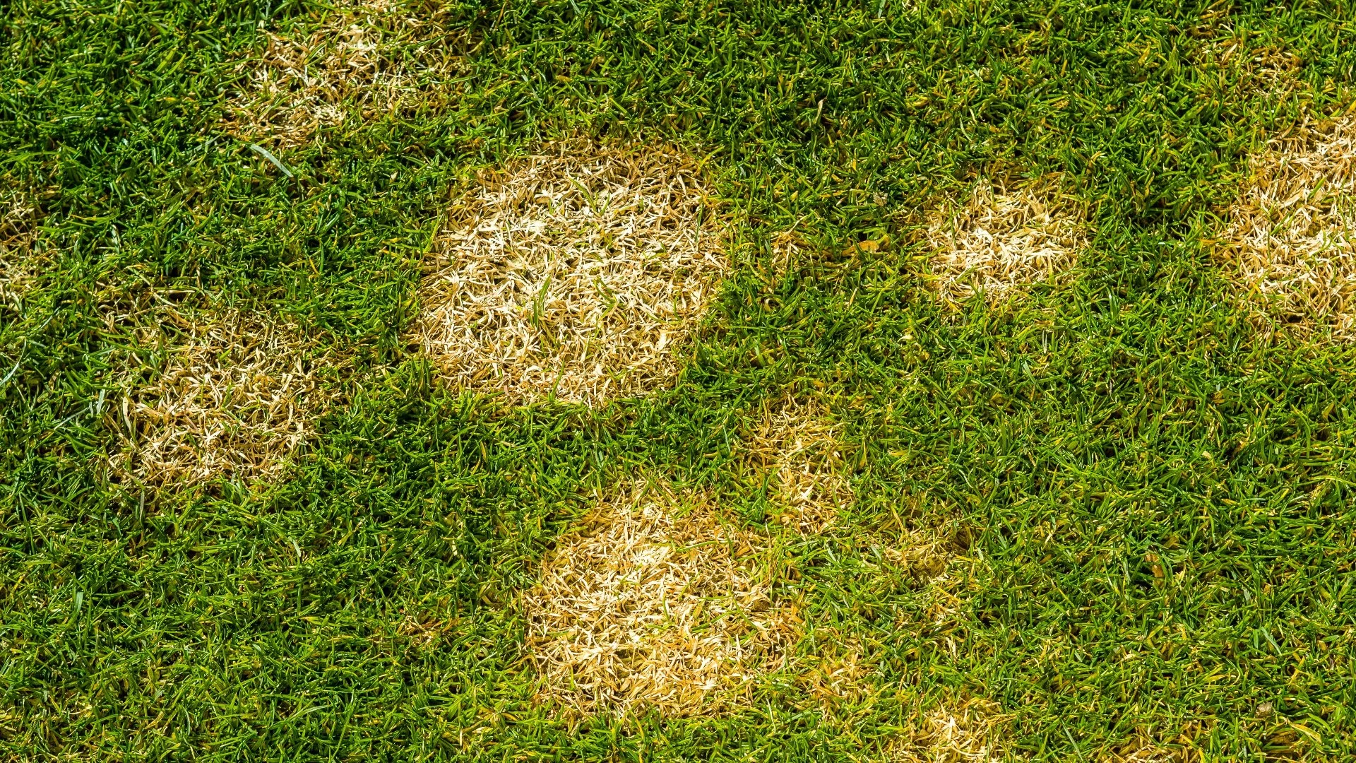 What Can You Do to Mitigate the Risk of Lawn Diseases?