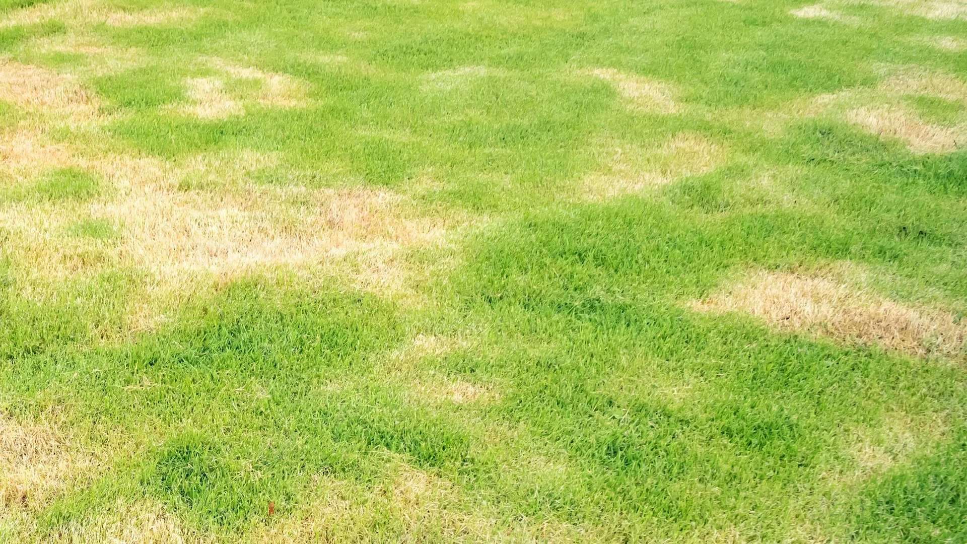 How to Repair Lawn Damage Caused by Fertilizer Burn