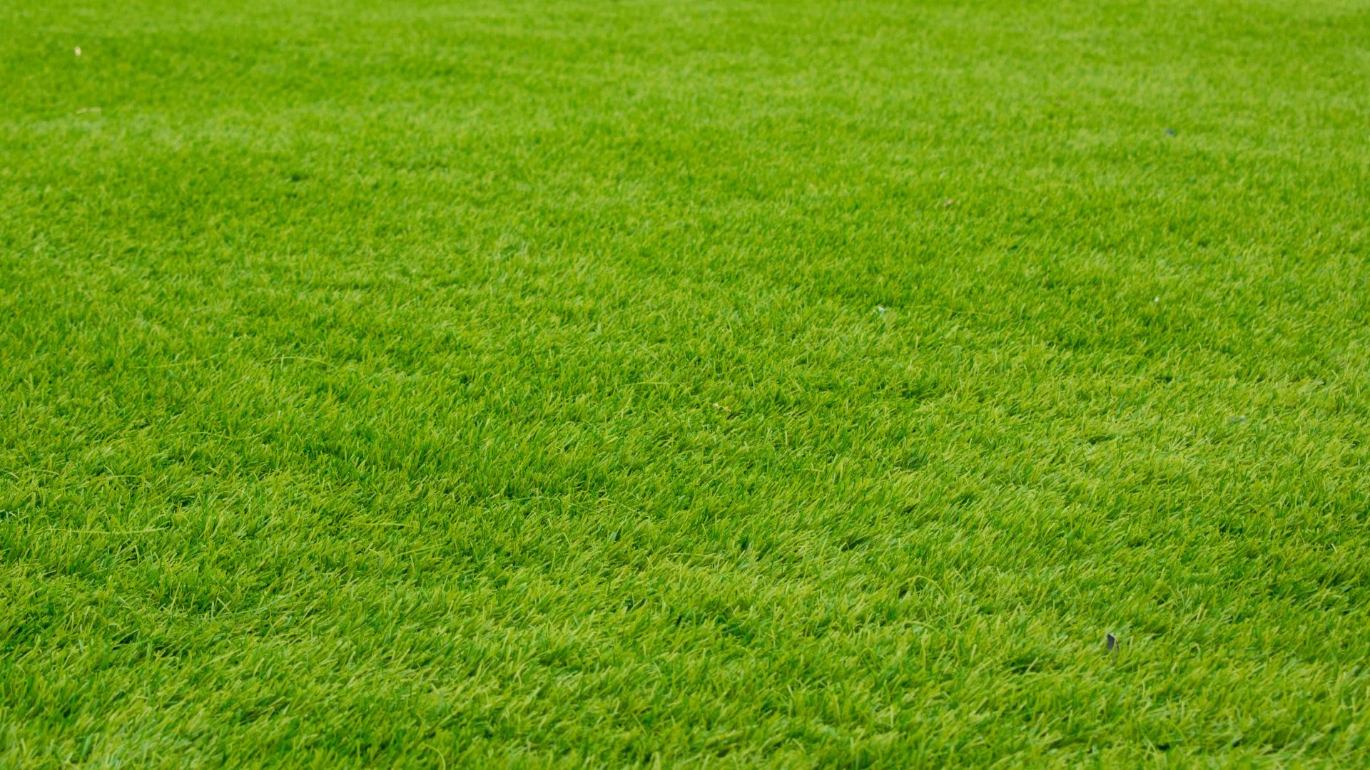 Should You Water After a Lawn Fertilizer Treatment?