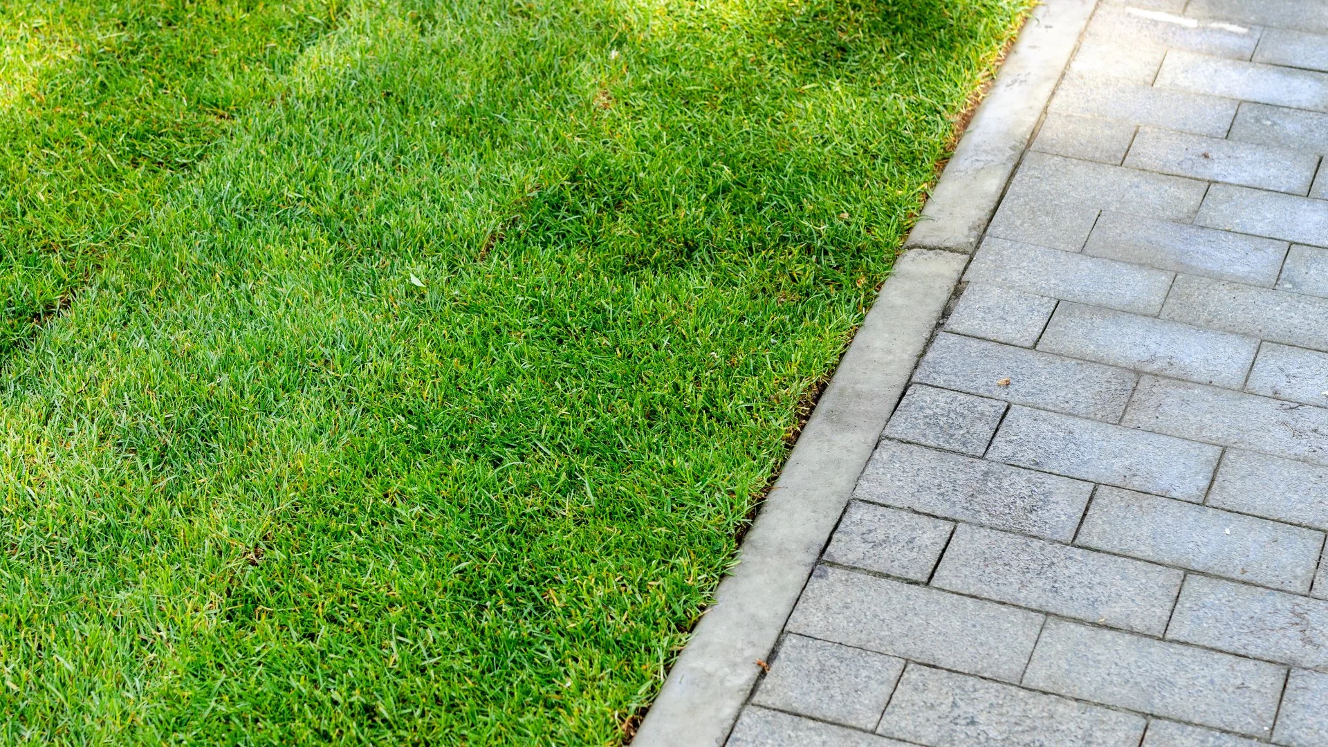 When Will New Sod Grow Roots?