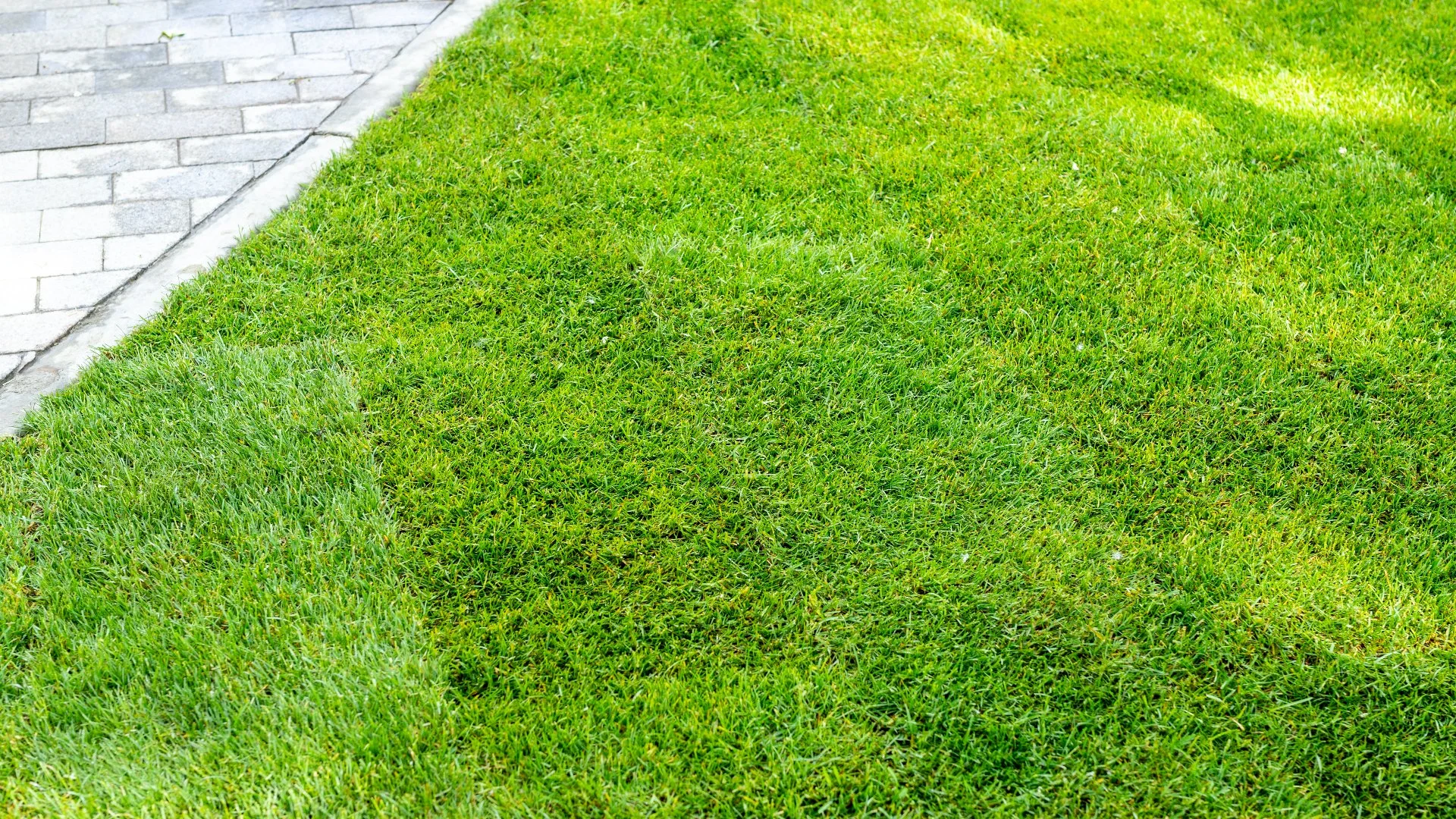 How Often Should You Be Watering New Sod?