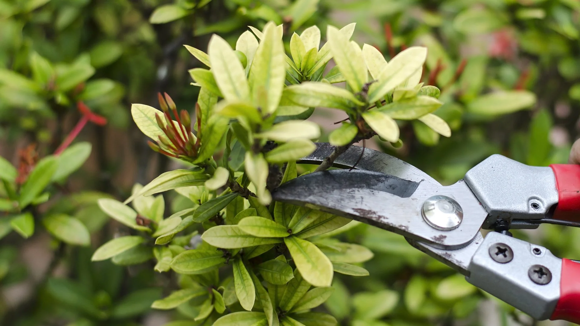 What Happens to Your Plants When You Over-Prune?