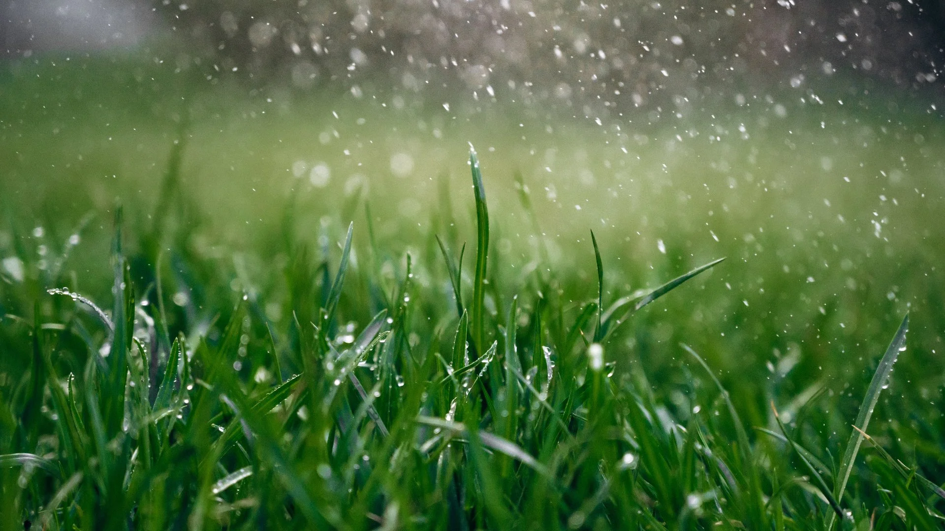 Is It Okay to Fertilize Your Lawn Before It Rains?
