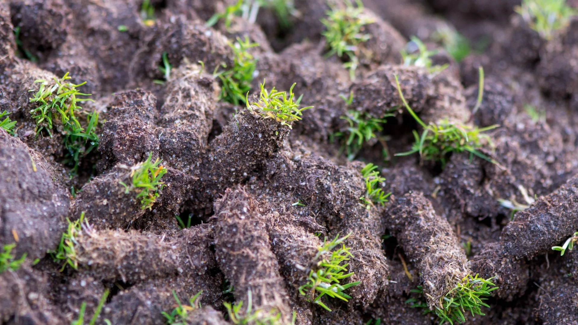 What Causes Soil Compaction in Lawns?