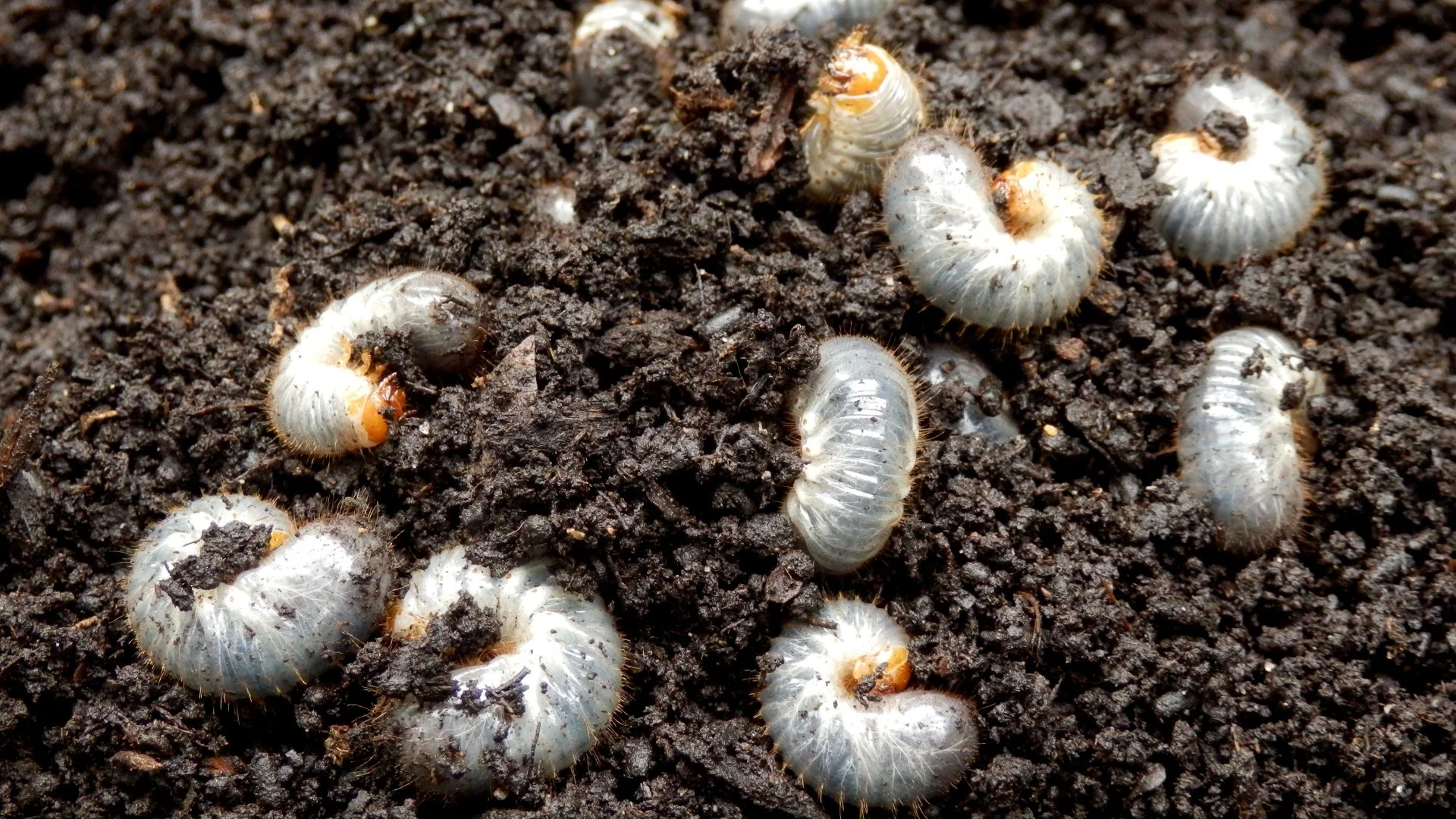 Preventative Grub Control: Protecting Your Lawn Before Damage Starts