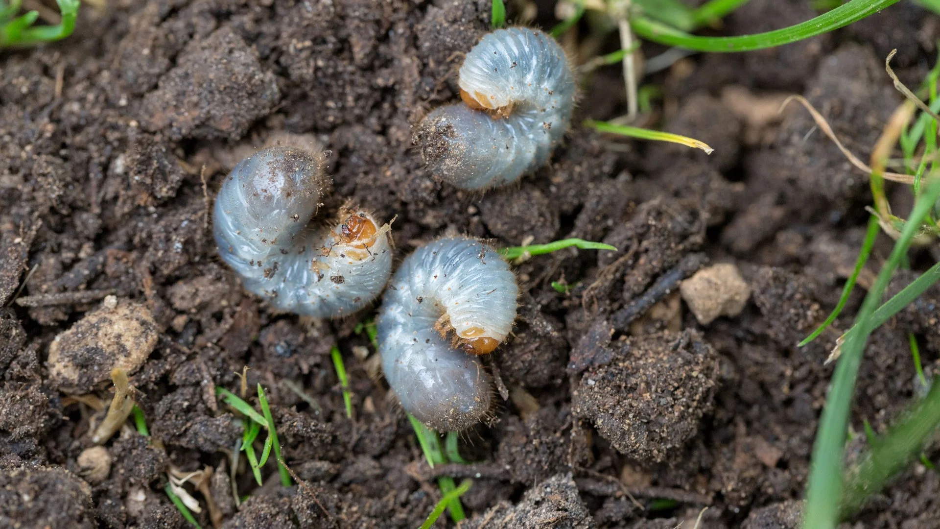 How Do Grubs Damage Lawns?