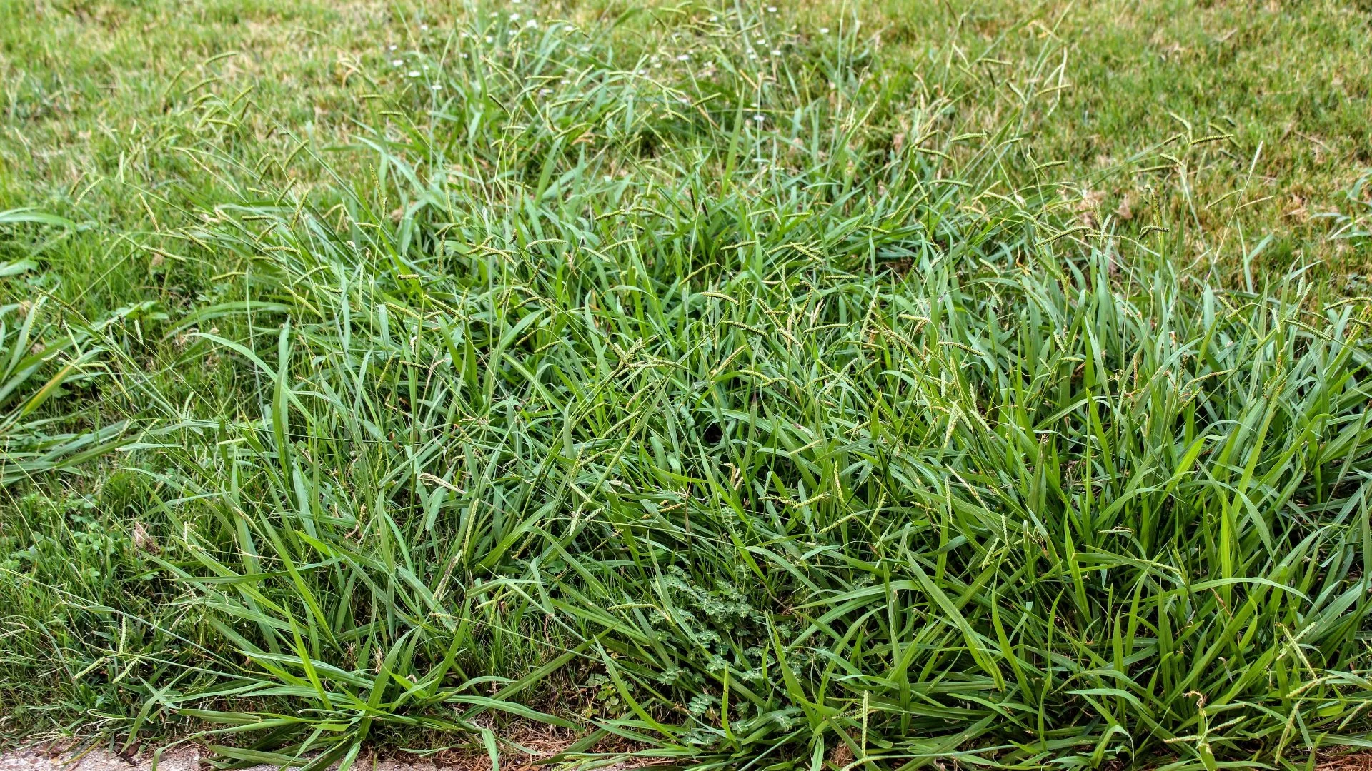 Why Are Weeds Overrunning Your Lawn?