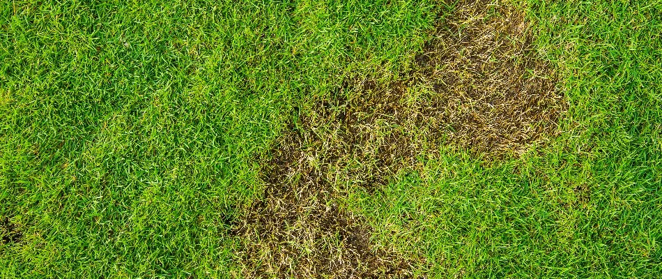 Bare patch of a lawn in New Smyrna Beach, FL, surrounded by green grass.