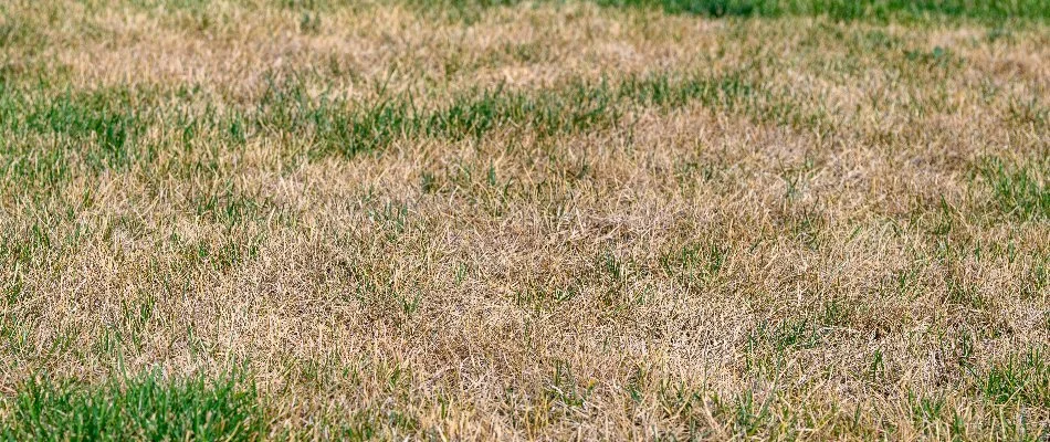 Brown grass in New Smyrna Beach, FL.