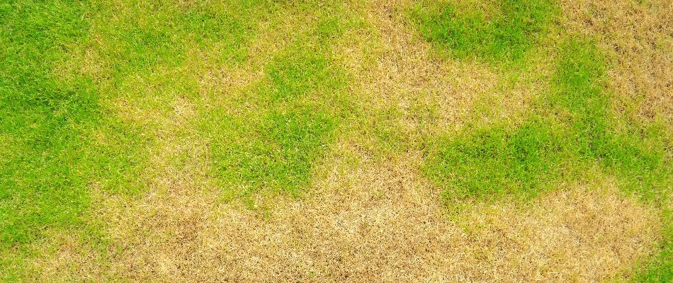Brown patches spreading across a lawn in New Smyrna Beach, FL.