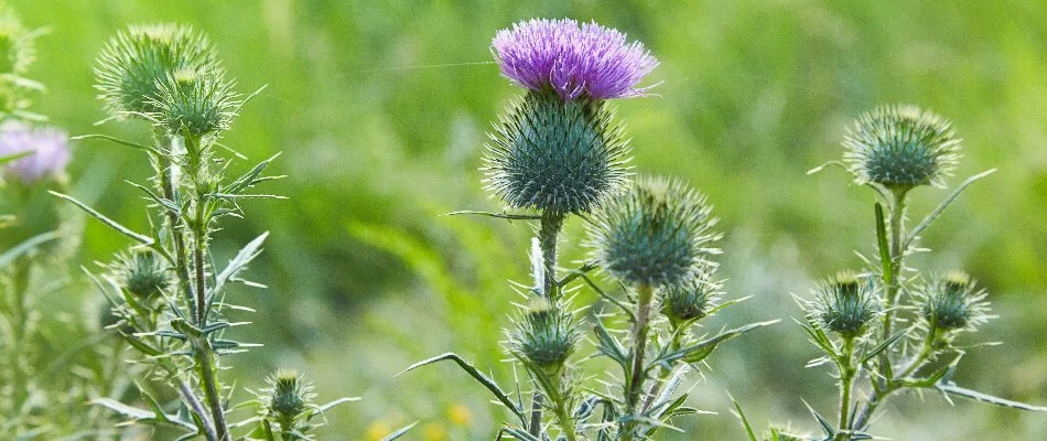 Bull thistle with a purple flower in New Smyrna Beach, FL.