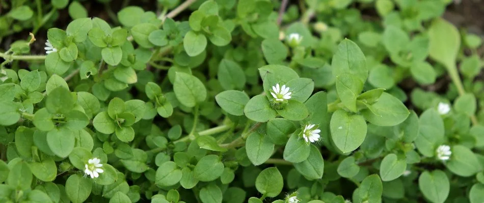 Chickweed in New Smyrna Beach, FL, with green leaves and white flowers.