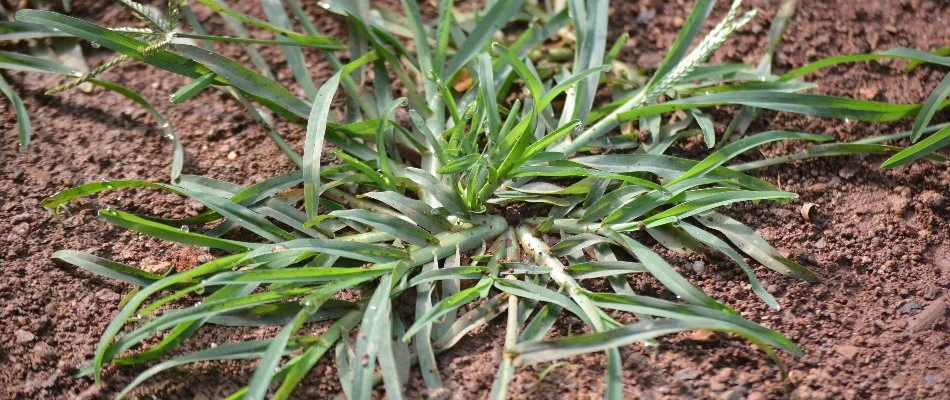 Goosegrass weed on a lawn in New Smyrna Beach, FL.