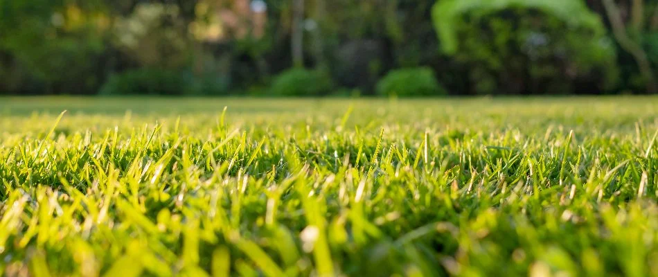 Close up of grass blades in New Smyrna Beach, FL.
