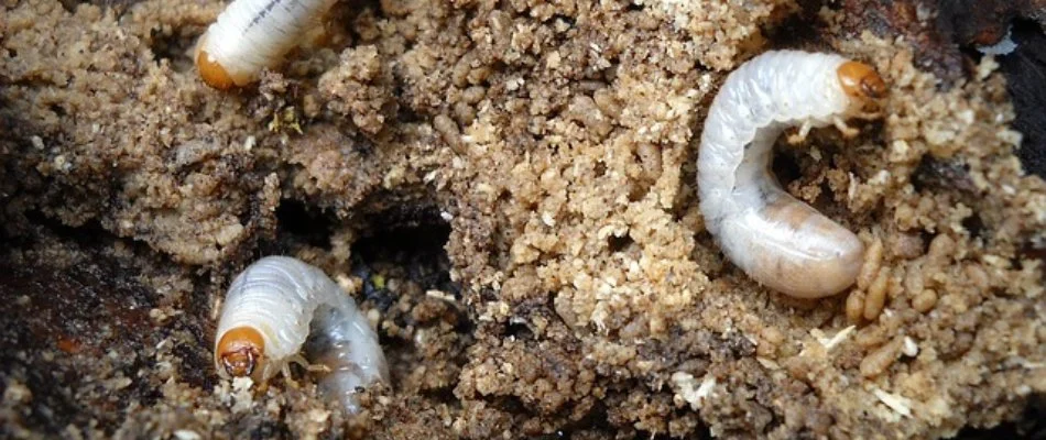 Close up of grubs in the soil in New Smyrna Beach, FL.