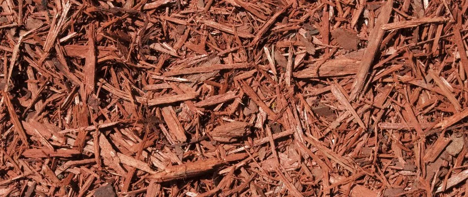 Closeup of red-dyed mulch in New Smyrna Beach, FL.