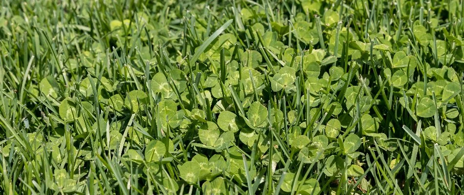 Clover weeds on a lawn in New Smyrna Beach, FL.