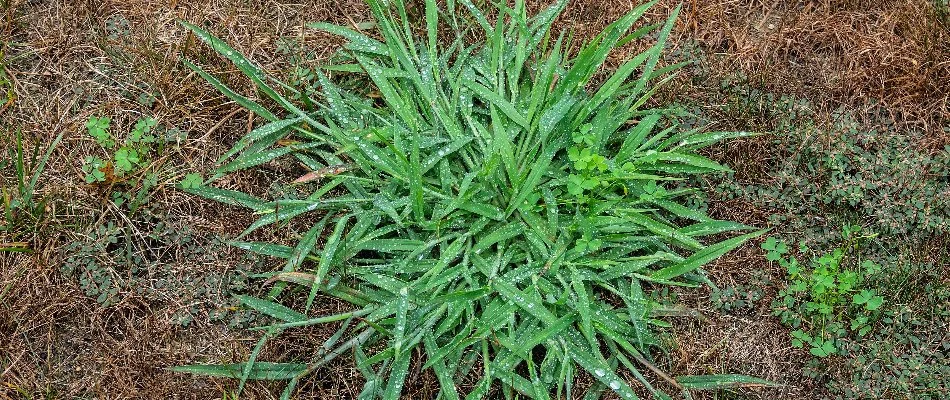 Crabgrass on a lawn in New Smyrna Beach, FL.