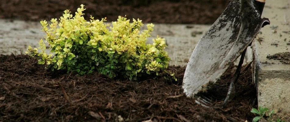 Dark brown mulch and a small plant in New Smyrna Beach, FL.