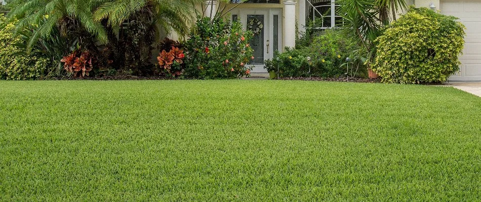 Dense green grass in Florida with lush plants.