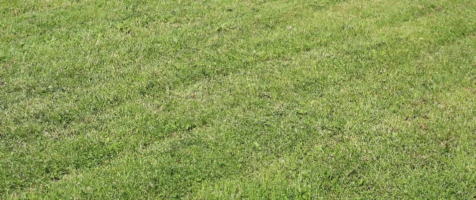 Faint ruts in a lawn in New Smyrna Beach, FL.