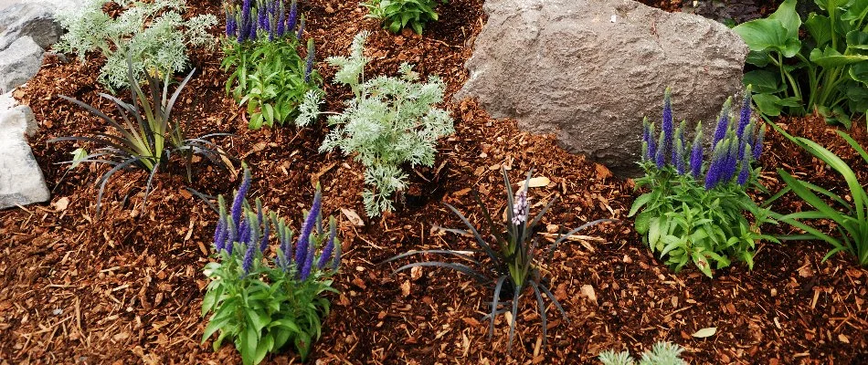 Flowers, mulch, and a boulder in a landscape bed in New Smyrna Beach, FL.