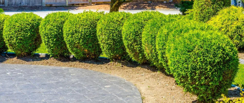 Freshly trimmed shrubs in New Smyrna Beach, FL.