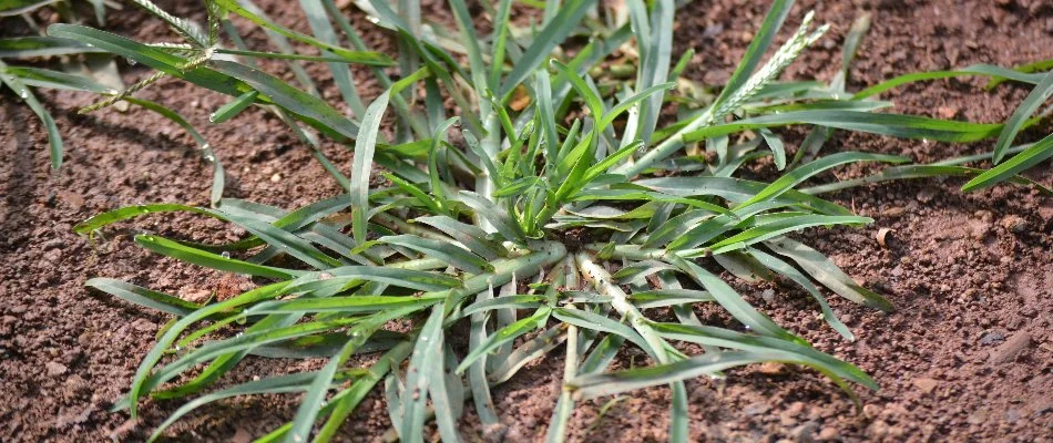 Goosegrass weed in New Smyrna Beach, FL, low on the ground.