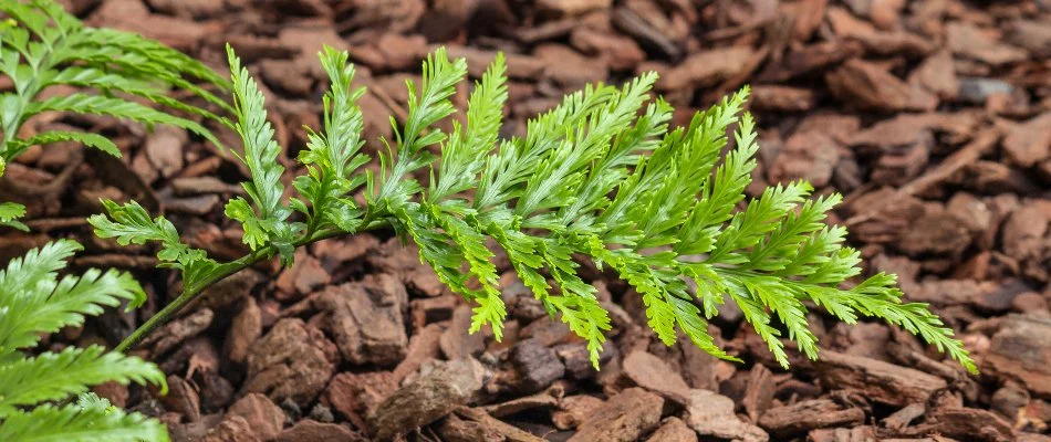Green foliage of plant and pine bark nuggets in New Smyrna Beach, FL.