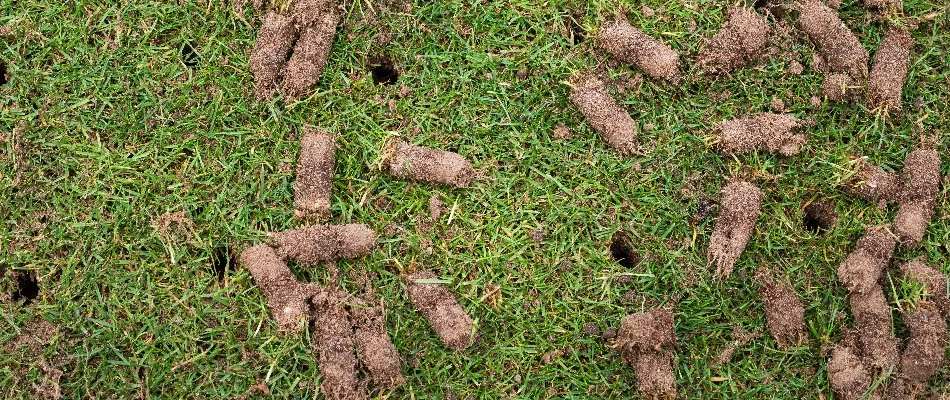 Holes and soil cores on a lawn in New Smyrna Beach, FL, after aeration.