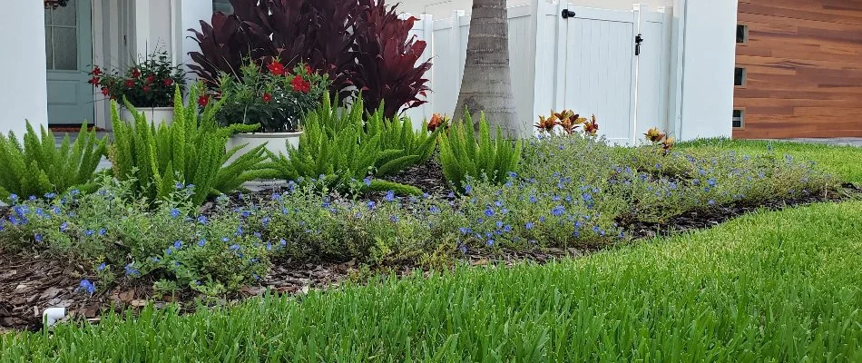 Landscape bed in New Smyrna Beach, FL, with small plants and flowers.